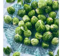 Semi di cavoletti di Bruxelles resistenti per il giardino da all'inverno balcone esotiche 50pcs