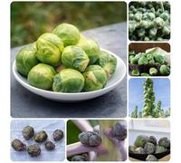 Semi di cavoletti di Bruxelles - resistenti per il giardino giardino sul balcone semi da giardino 250pcs