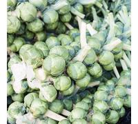 semi di cavoletti di Bruxelles - selvatiche biologici da balcone giardino perenni resistenti 80pcs