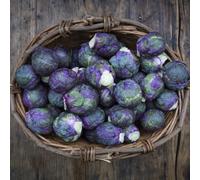 Semi di cavoletti di Bruxelles - semi di antiche varietà acquistare da orto invernale da giardino da orto Balcone invernali 200pcs