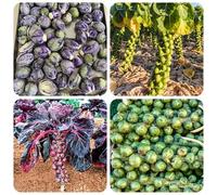 semi di cavoletti di Bruxelles - varietà antiche balcone rustiche interno giardino regali 100pcs