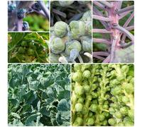 Semi di cavoletti di Bruxelles vecchie varietà decorazione balcone resistenti per il giardino 300pcs