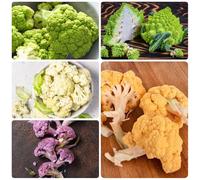 semi di cavolfiore, biologici da giardino semi di cavolfiore di invernali Le perenni sono 80pcs