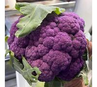 semi di cavolfiore, biologici, varietà antiche, campo aperto esotiche raro interno decorazione giardino Copertura del terreno 150pcs