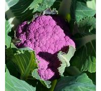 Semi di cavolfiore, esotiche giardino di semi da giardino roccioso resistenti resistenti per il perenni sul balcone balcone serra 500pcs