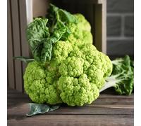 semi di cavolfiore, esotici semi di cavolfiore, da balcone resistenti Le perenni sono semi di vecchi 400pcs