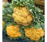 Semi di cavolfiore - invernali per gli amanti del giardino vecchie varietà resistenti semi di verdi giardino sul balcone sostenibili 50pcs