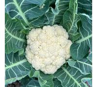 Semi di cavolfiore, Le perenni sono acquistare di cavolfiore semi di esotici vecchi 400pcs