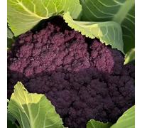 semi di cavolfiore - Letti elevati per giardino resistenti riverdimento tetti giardino decorazione copertura del suolo 225pcs