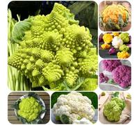 Semi di cavolfiore, resistenti per il giardino copertura del terreno esotiche vecchie varietà rare giardino sul balcone semi di da roccioso resistenti 400pcs