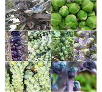 Semi di cavoli di Bruxelles resistenti medicinali montagna tradizionali serie rare esotiche 120pcs