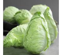 Semi di cavolo a punta, biologiche semi di vecchie varietà regali sostenibili Le da giardino sono resistenti 80pcs