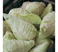 Semi di cavolo a punta, Le da giardino sono resistenti acquistare da orto invernale regali sostenibili rustiche per balconi 150pcs