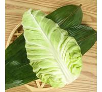 semi di cavolo cappuccio appuntito resistenti - giardino balcone interno aiuole 800pcs