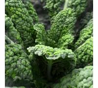 semi di cavolo di palma - Aiuole rialzate per il giardino interno antiche varietà rara decorazione biologico rampicanti arredamento del 150pcs