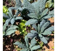 Semi di cavolo di palma - resistenti giardino sul balcone vecchie varietà sostenibili per gli amanti del giardino vecchie varietà raro 100pcs