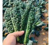 Semi di cavolo di palma - resistenti per giardini rocciosi resistenti vecchie varietà sostenibili verdi invernali semi giardino sul balcone 450pcs