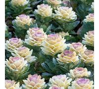 Semi di cavolo nero balcone con interna rampicanti giardino roccioso d'appartamento esotiche Aiuole rialzate per il giardino interno, 150pcs