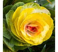 Semi di cavolo nero d'appartamento esotiche orticole balcone vecchie varietà interno Aiuole rialzate per il giardino decorazioni giardino per esterni balcone 300pcs