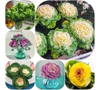 Semi di cavolo nero - esotico sostenibili invernali vecchie varietà resistenti semi di giardino verdi orticole 150pcs