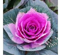semi di cavolo nero giardino biologici, varietà antiche, campo aperto raro rialzata per orticole 400pcs