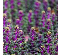 Semi di cavolo nero giardino, resistenti, longeve decorazioni giardino per esterni Aiuole rialzate per il sul balcone vecchie varietà rampicanti in vaso 100pcs