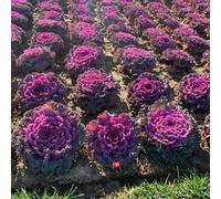 Semi di cavolo nero giardino roccioso orticole balcone giardino sul balcone Aiuole rialzate per il rampicanti rara decorazione in vaso vecchie varietà, 250pcs
