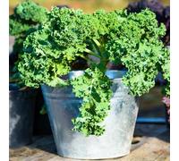 Semi di cavolo nero giardino sul balcone Aiuole rialzate per il giardino interno vecchie varietà d'appartamento esotiche arredamento del soggiorno copertura del 75pcs