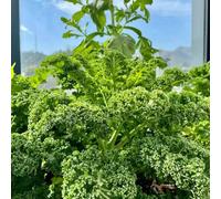 Semi di cavolo nero - giardino sul balcone invernali orticole vecchie varietà verdi raro antiche varietà di giardino resistenti per giardini rocciosi semi 250pcs