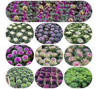 Semi di cavolo nero orticole balcone Aiuole rialzate per il giardino antiche varietà copertura del terreno rampicanti giardino sul balcone 350pcs