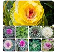 Semi di cavolo nero resistente giardino roccioso decorazione esterna biologici, varietà antiche orticole resistenti in vaso giardino 800pcs