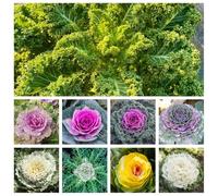 Semi di cavolo nero resistenti in vaso Aiuole rialzate per il giardino decorazioni giardino per esterni, resistenti, longeve rampicanti roccioso 550pcs