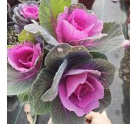 Semi di cavolo nero - resistenti invernali sostenibili semi di giardino verdi resistenti per giardini rocciosi orticole raro giardino sul 200pcs