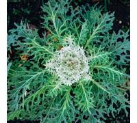Semi di cavolo nero - semi di raro invernali esotico giardino sul balcone resistenti vecchie varietà resistenti per giardini rocciosi 35pcs