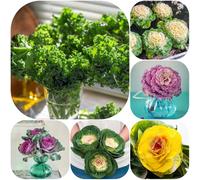 Semi di cavolo nero - sostenibili giardino sul balcone resistenti per giardini rocciosi semi di raro invernali resistenti esotico antiche 150pcs