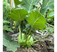 semi di cavolo rapa, antiche varietà resistenti in vaso Aiuole rialzate per il giardino roccioso decorazioni esterni 100pcs