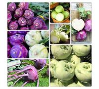 Semi di cavolo rapa giardino roccioso giardino, resistenti, longeve d'appartamento esotiche orticole balcone Aiuole rialzate 400pcs