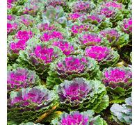 Semi di cavolo riccio resistente - biologici balcone, varietà antiche 2000pcs