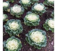 semi di cavolo riccio - vecchie varietà, per giardino all'esterno, anche in inverno, 550pcs
