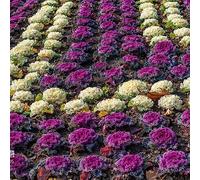 semi di cavolo riccio - vecchie varietà, per giardino e appartamento, anche in inverno, 750pcs