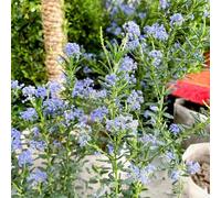 semi di Ceanothus balcone decorazioni giardino per esterni giardino di arbusti autunnali resistenti organico esotico vecchie varietà semi estivi per i luoghi 60pcs