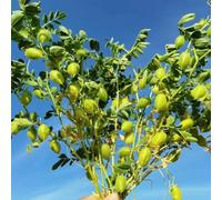 semi di ceci invernali resistenti per il giardino da balcone e biologici appartamento, 180pcs