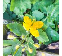 semi di celidonia, giardino del balcone semi selvatici resistenti all'inverno per balconi, decorazione 300pcs