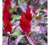 Semi di Celosia, semi di cresta di gallo, decorazione del giardino per esterno Celosia cristata, da balcone resistenti semi di campo resistenti 50pcs