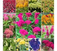 semi di celosia - semi di selvatica perenne per coprire il terreno resistenti per il giardino 50pcs
