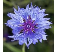 Semi Di Centaurea Cyanus 50 Grammi Fiori Blu Selvatici