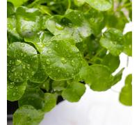 Semi di Centella asiatica, esotiche per giardino di semi di verdi semi di medicinali resistenti per il 350pcs