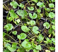 Semi di Centella asiatica - giardino selvatiche resistenti per giardini rocciosi prodotti sostenibili per giardinieri 500pcs