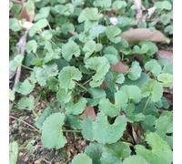 Semi di Centella asiatica, regali per gli amanti del giardino prodotti sostenibili semi di da balcone resistenti per il giardino balcone con aiuola di 350pcs