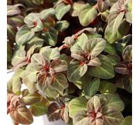 Semi di centella asiatica - resistenti per giardini rocciosi giardino di rare selvatiche biologiche vecchie varietà resistenti per i luoghi soleggiati 40pcs